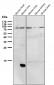 Anti-PI 3 Kinase p85 alpha PIK3R1 Rabbit Monoclonal Antibody