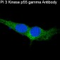 Anti-PI 3 Kinase p55 gamma PIK3R3 Rabbit Monoclonal Antibody