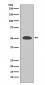 Anti-PI 3 Kinase p55 gamma PIK3R3 Rabbit Monoclonal Antibody