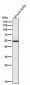 Anti-PI 3 Kinase p55 gamma PIK3R3 Rabbit Monoclonal Antibody