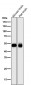 Anti-PI 3 Kinase p55 gamma PIK3R3 Rabbit Monoclonal Antibody