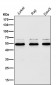 Anti-PI 3 Kinase p55 gamma PIK3R3 Rabbit Monoclonal Antibody