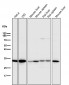 Anti-active + pro Caspase 3 CASP3 Rabbit Monoclonal Antibody