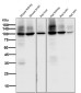 Anti-Sodium Potassium ATPase ATP1A1 Rabbit Monoclonal Antibody