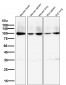 Anti-Sodium Potassium ATPase ATP1A1 Rabbit Monoclonal Antibody
