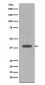 Anti-Maltose Binding Protein malE Rabbit Monoclonal Antibody