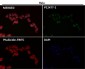 Anti-Histone H3 (acetyl K56) HIST1H3A Rabbit Monoclonal Antibody