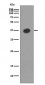 Anti-Maltose Binding Protein malE Rabbit Monoclonal Antibody