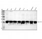 Anti-Methyl-Histone H3 (di K4) HIST1H3A Rabbit Monoclonal Antibody