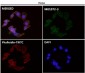 Anti-alpha smooth muscle Actin ACTA2 Rabbit Monoclonal Antibody