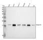 Anti-Histone H3 (di methyl K9) HIST1H3A Rabbit Monoclonal Antibody