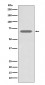 Anti-beta 2 Adrenergic Receptor ADRB2 Rabbit Monoclonal Antibody