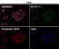 Anti-Histone H3 (mono methyl R2) HIST1H3A Rabbit Monoclonal Antibody