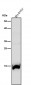Anti-Histone H3 (mono methyl R17) HIST1H3A Rabbit Monoclonal Antibody