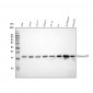 Anti-Histone H3 (mono methyl K18) HIST1H3A Rabbit Monoclonal Antibody