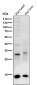 Anti-Retinoic Acid Receptor alpha RARA Rabbit Monoclonal Antibody