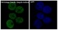 Anti-K48-linkage Specific Ubiquitin UBB Rabbit Monoclonal Antibody