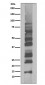 Anti-K63-linkage Specific Ubiquitin UBB Rabbit Monoclonal Antibody