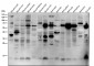Anti-K63-linkage Specific Ubiquitin UBB Rabbit Monoclonal Antibody