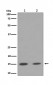 Anti-Histone H3 (mono+di+tri methyl K79) HIST1H3A Rabbit Monoclonal Antibody