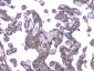 Anti-Collagen IV COL4A1 Antibody Picoband™ (monoclonal, 3G3)