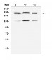 Anti-Collagen IV COL4A1 Antibody Picoband™ (monoclonal, 3G3)