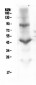 Anti-CD18 ITGB2 Antibody Picoband™ (monoclonal, 1A3/2A10)