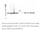 Anti-APE1 APEX1 Antibody Picoband™ (monoclonal, 5C11)