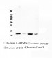 Anti-Stefin B CSTB Antibody Picoband™ (monoclonal, 2B6)