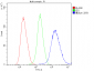 Anti-Stefin B CSTB Antibody Picoband™ (monoclonal, 2B6)