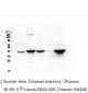 Anti-Cytokeratin 19 KRT19 Antibody Picoband™ (monoclonal, 3D4)