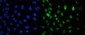 Anti-CRM1 XPO1 Antibody Picoband™ (monoclonal, 5G3)