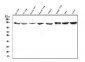 Anti-CRM1 XPO1 Antibody Picoband™ (monoclonal, 5G3)