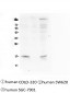 Anti-FHIT Antibody Picoband™ (monoclonal, 26H7)