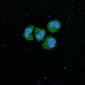 Anti-SIRT1 Monoclonal Antibody