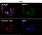 Anti-ERK2 Monoclonal Antibody