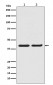 Anti-ERK2 Monoclonal Antibody