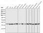 Anti-ERK2 Monoclonal Antibody