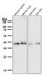 Anti-CCR2/CKR2 Rabbit Monoclonal Antibody
