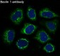 Anti-Beclin 1 BECN1 Monoclonal Antibody