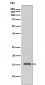 Anti-Phospho-Histone H3 (T3) H3F3A Monoclonal Antibody