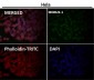 Anti-c-Myc Monoclonal Antibody