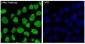 Anti-c-Myc Monoclonal Antibody