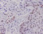 Anti-c-Myc Monoclonal Antibody