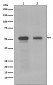 Anti-c-Myc Monoclonal Antibody