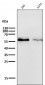 Anti-c-Myc Monoclonal Antibody