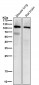 Anti-PI 3 kinase p110 alpha Monoclonal Antibody