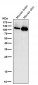 Anti-PI 3 kinase p110 alpha Monoclonal Antibody