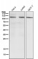 Anti-PI 3 kinase p110 alpha Monoclonal Antibody