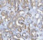 Anti-JAK2 Monoclonal Antibody